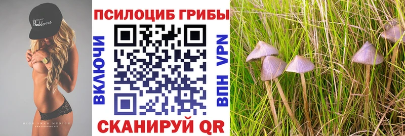 даркнет сайт  Избербаш  Галлюциногенные грибы Psilocybe 